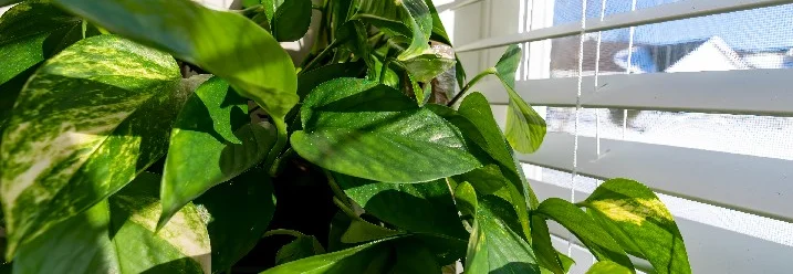 Efeutute an einem sonnigen Fenster